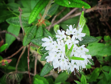 Adirondack Wildflowers:  Labrador Tea near Heron Marsh at the Paul Smiths VIC